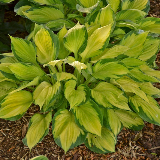Gentle Giants Hosta Collection