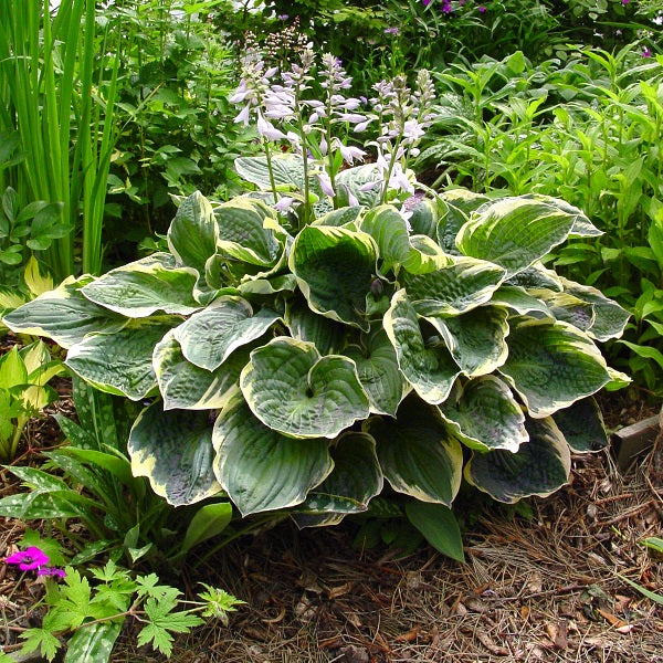 Christmas Tree Hosta