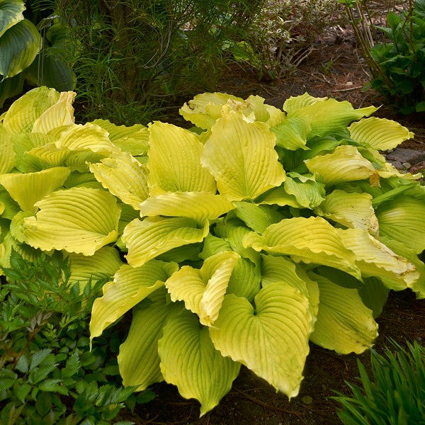 Coast to Coast - Giant Hosta