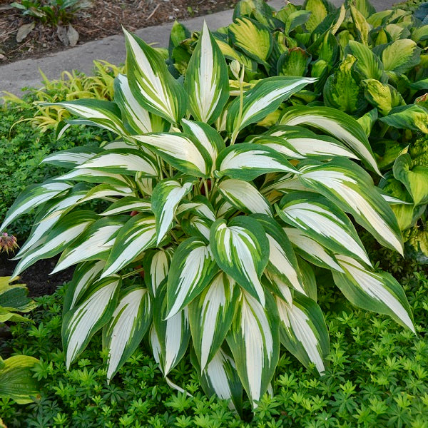 Cool as a Cucumber - Giant Hosta