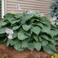 Empress Wu Hosta