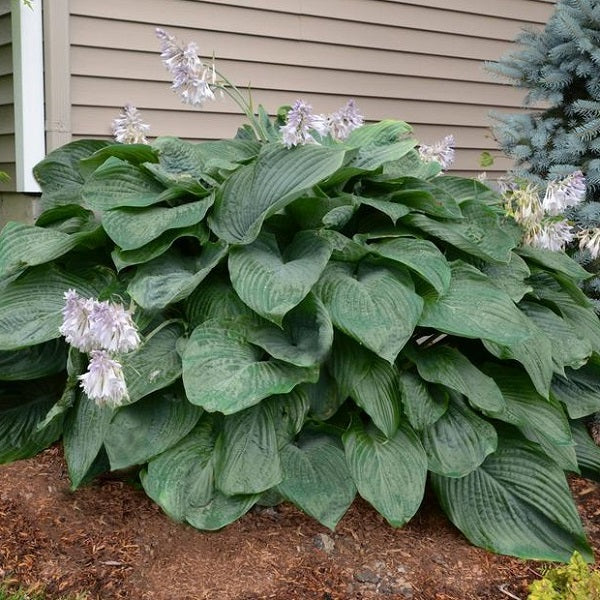 Top 15 Hosta Collection