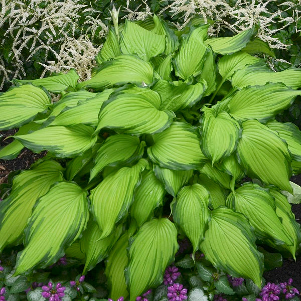 First Dance - Tall Hosta