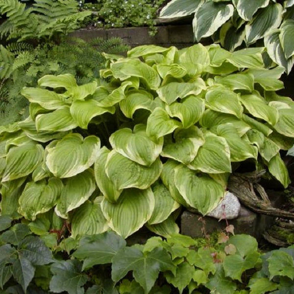 Fragrant Bouquet Hosta - representative mature plant