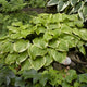 Fragrant Bouquet Hosta - representative mature plant