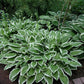 Ginko Craig - Dwarf Hosta