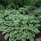 Ginko Craig - Dwarf Hosta