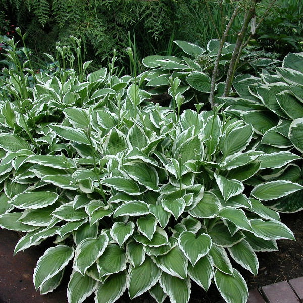 Dwarf Hosta Collection