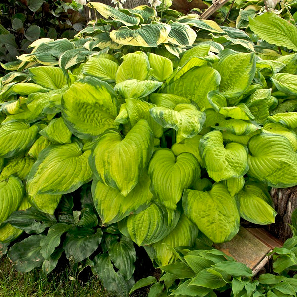 Top 15 Hosta Collection