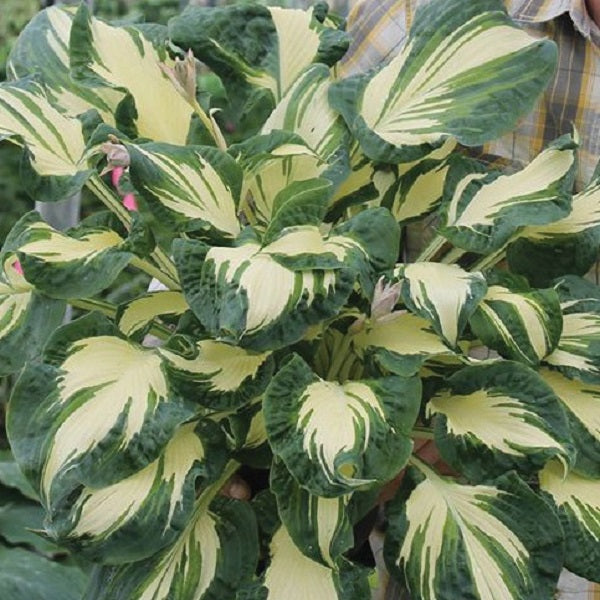 Hans - Tall Hosta