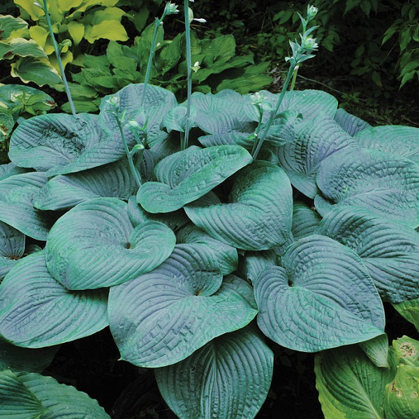 Humpback Whale - Giant Hosta