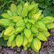 Island Breeze - Medium Hosta