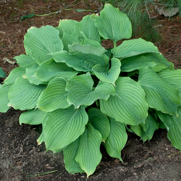 Komodo Dragon - Giant Hosta