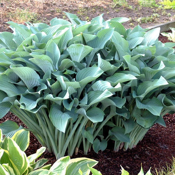 Get them All Hosta Collection