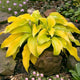 Lakeside Cha Cha - Medium Hosta