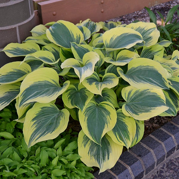 Liberty - Giant Hosta