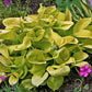 Maui Buttercups - Dwarf Hosta