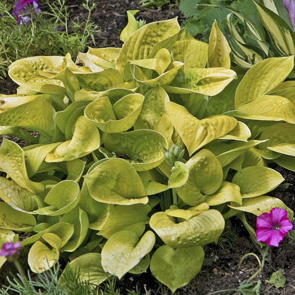 Maui Buttercups - Dwarf Hosta