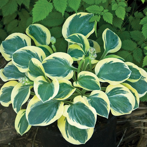 Mighty Mouse - Dwarf Hosta