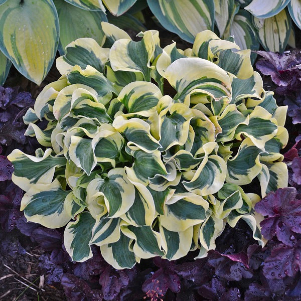 Mini Skirt Hosta