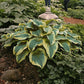 Montana Aureomarginata - Giant Hosta