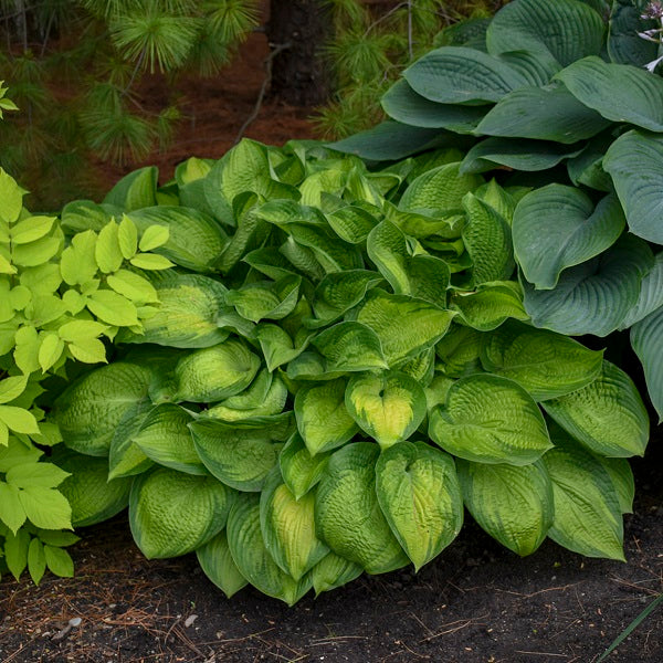 Tall Hosta Collection