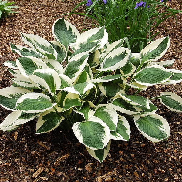 Tall Hosta Collection