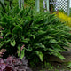 Praying Hands - Medium Hosta