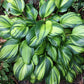 Rainbow's End - Dwarf Hosta