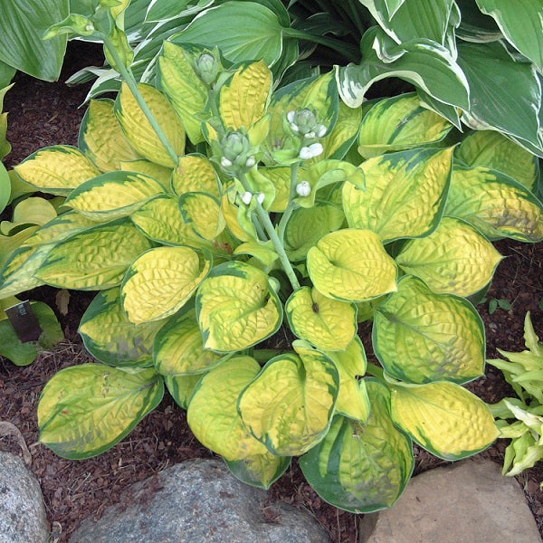 Rainforest Sunrise - Dwarf Hosta