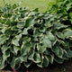 Regal Splendor - Giant Hosta