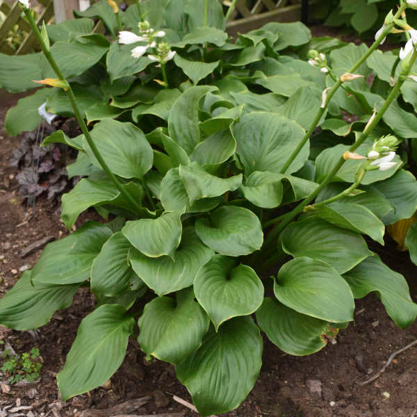 Royal Crest Hosta