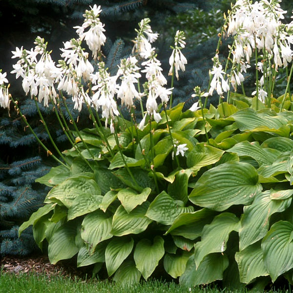 Royal Standard Hosta