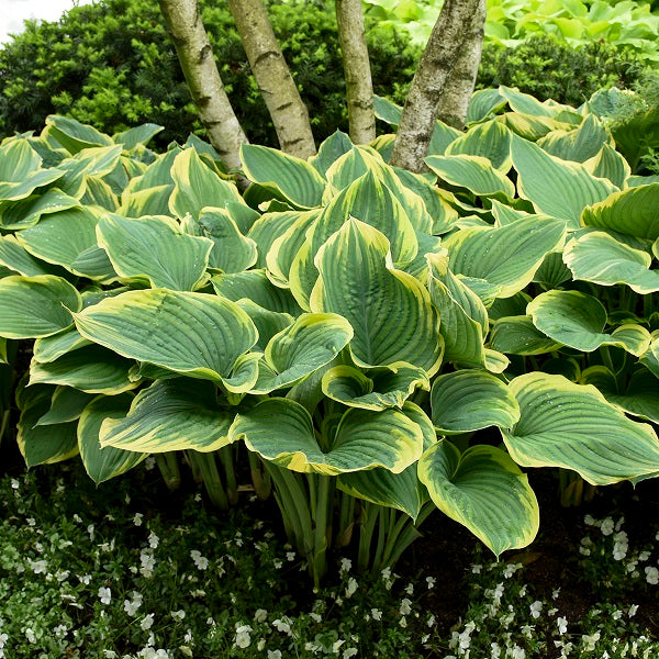 Sagae - Giant Hosta