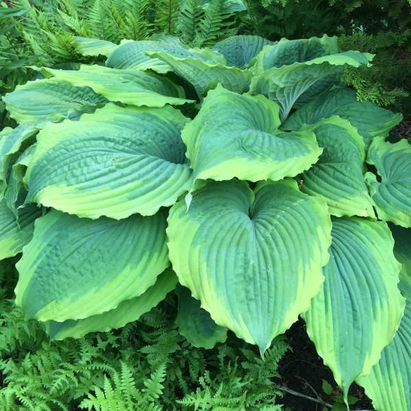 Spartacus - Giant Hosta