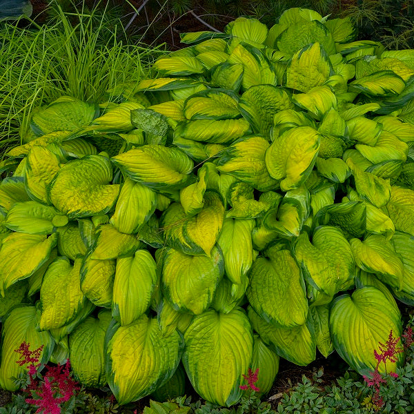 Stained Glass Hosta