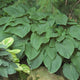 T Rex - Giant Hosta