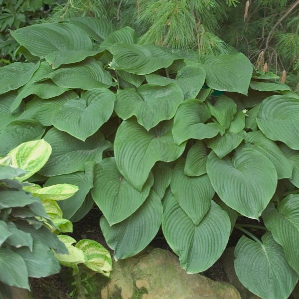 T Rex - Giant Hosta