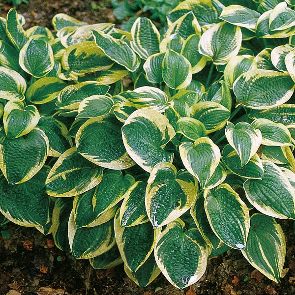 Wide Brim - Medium Hosta