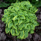 Wrinkle in time - Dwarf Hosta