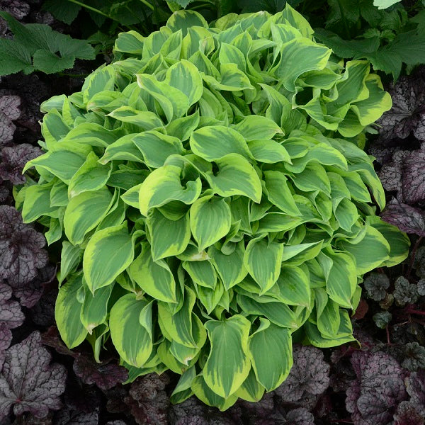 Wrinkle in time - Dwarf Hosta