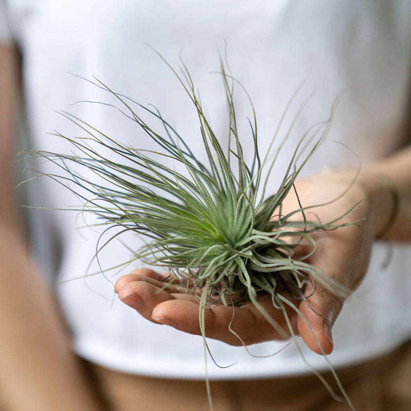Oaxacana Air Plant