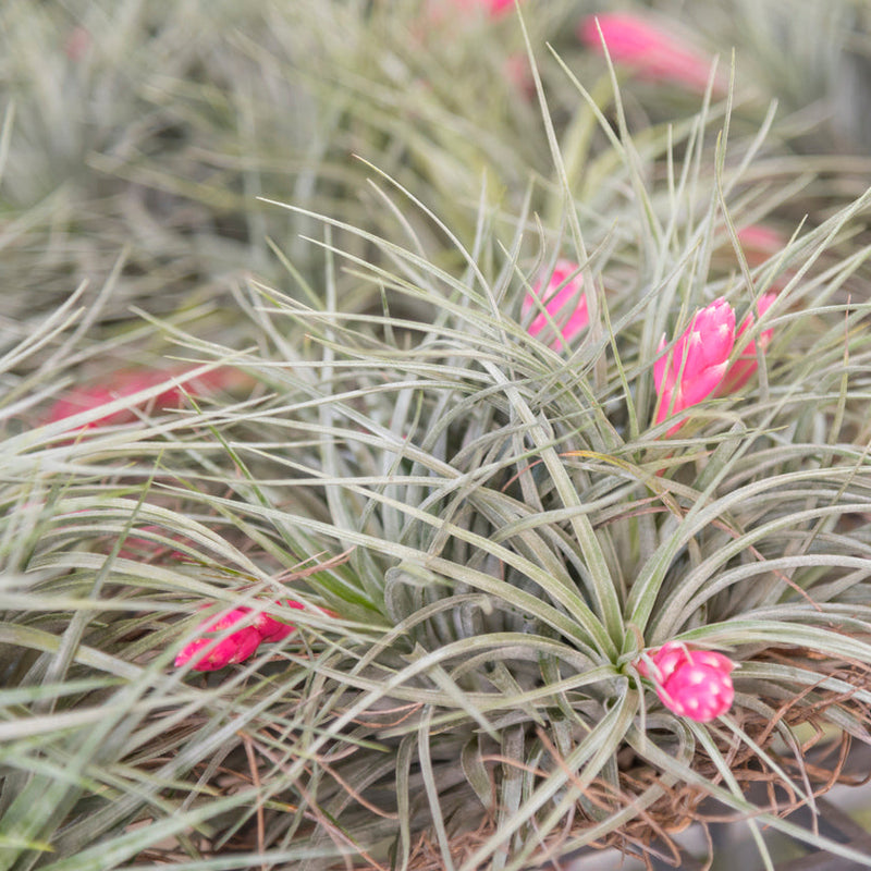 Oaxacana Air Plant