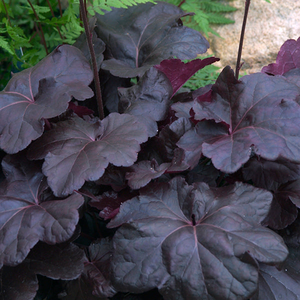 Obsidian Coral Bells