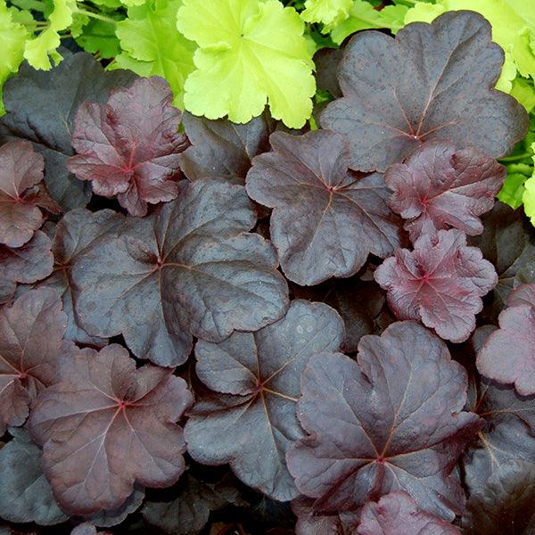 Obsidian Coral Bells