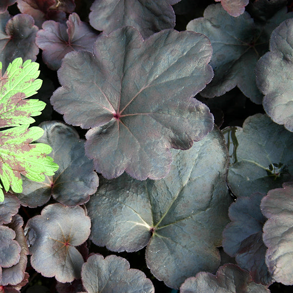 Obsidian Coral Bells