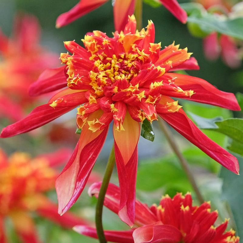 Octopus Sparkle Dahlia