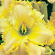 Ode to Faith Daylily