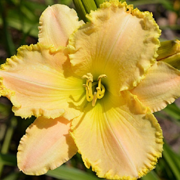 Oh No You Never Let Go Daylily