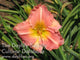 Oh So Fine Daylily